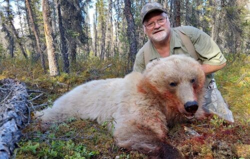 Daniel Clodfelter Alaska Grizzly Bear AOU3 Client » Outdoors International The grizzly is at least 10 years old with blonde/gray fur and dark paws.