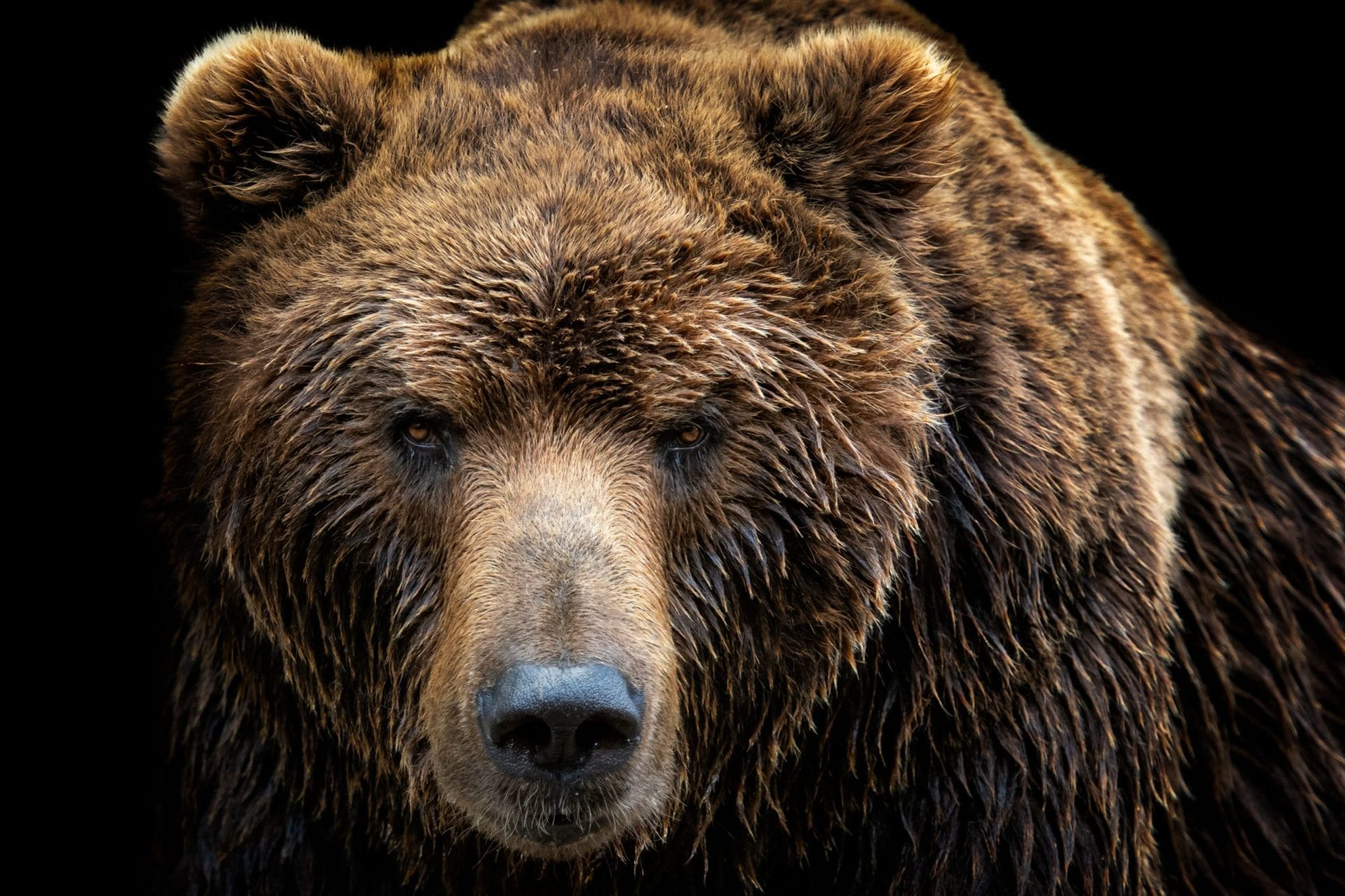 Brown Bear Hunting Guides and Outfitters