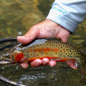 Cutthroat Trout