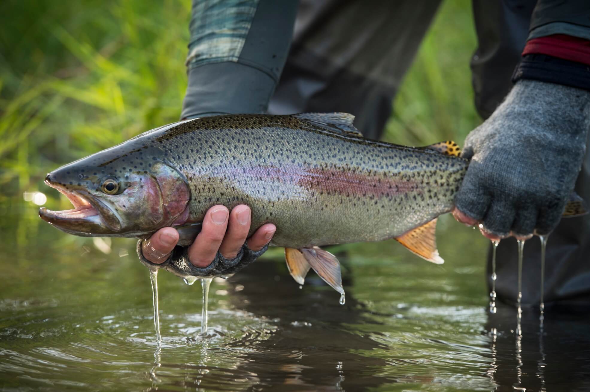 We represent vetted fly fishing guides and premier fishing lodges. Freshwater, saltwater and flats fishing destinations around the world.