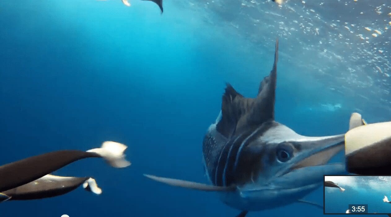 Underwater Cameras and Sonar Sailfish