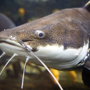 Catfish