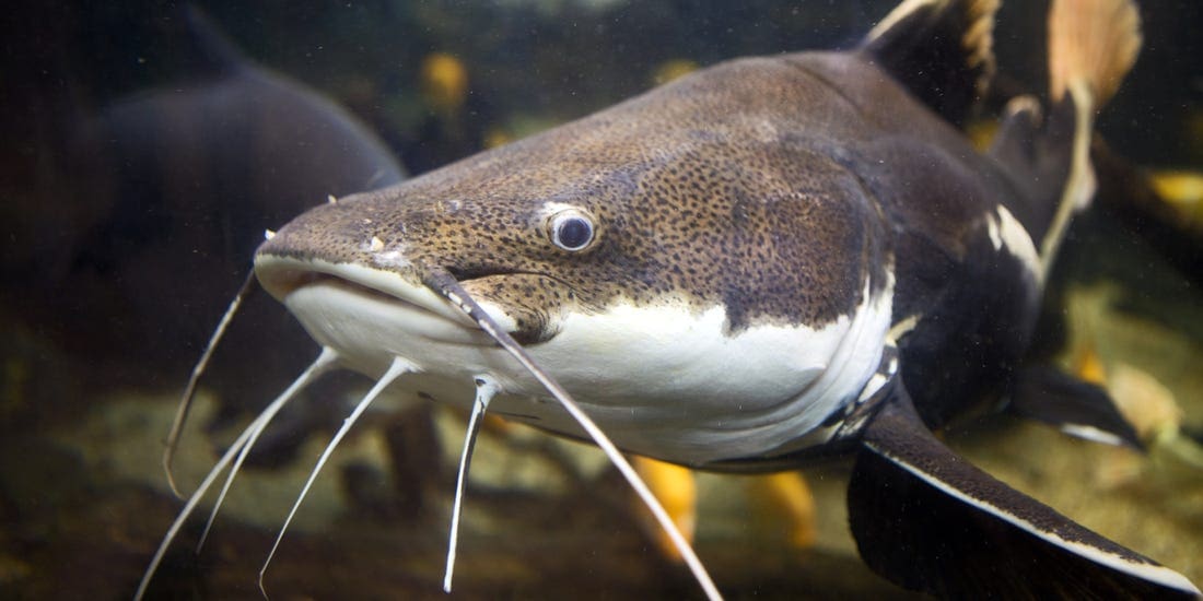 Catfish » Outdoors International Catfish