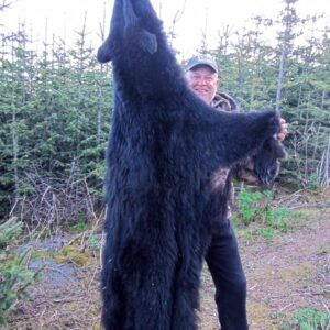 Alaska Black Bear