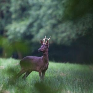 Black-Roe-Deer-Live Germany » Outdoors International The Black Roe deer “Der Schwarze Geist”, which means The Black Ghost have been known since the year 980 AD. According to records of that time the bishop of Minden and Milo every single year he received a number of Black Roe deer for his kitchen.
