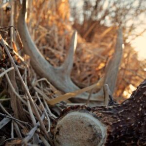 Deer Species (Antlered Game)