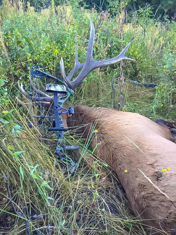 Colorado Archery Elk Hunting » Outdoors International