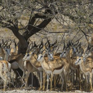 Antelope and Gazelle Hunts