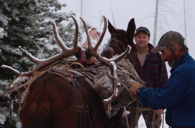 Packing out an elk on a horse