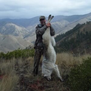 Idaho back country holds some very large old Idaho wolves. Black wolves are fairly common!