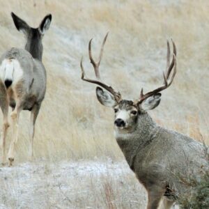 Mule Deer Hunts