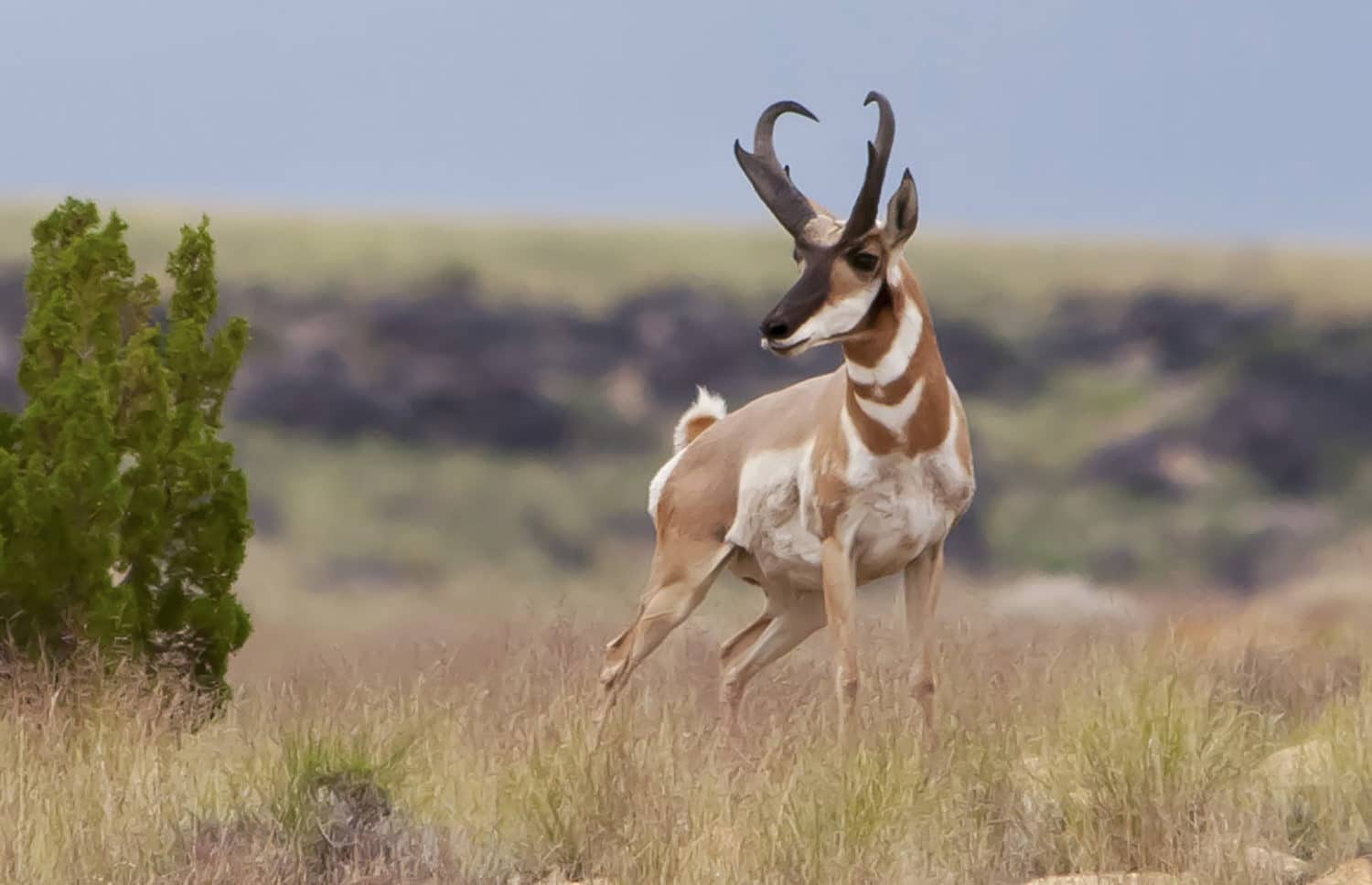 Pronghorn Antelope Hunting