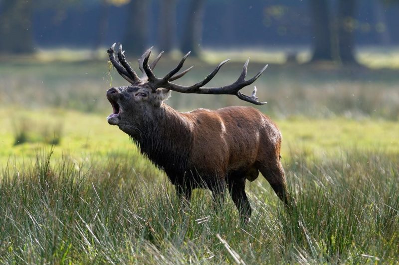 Deer store stags canada