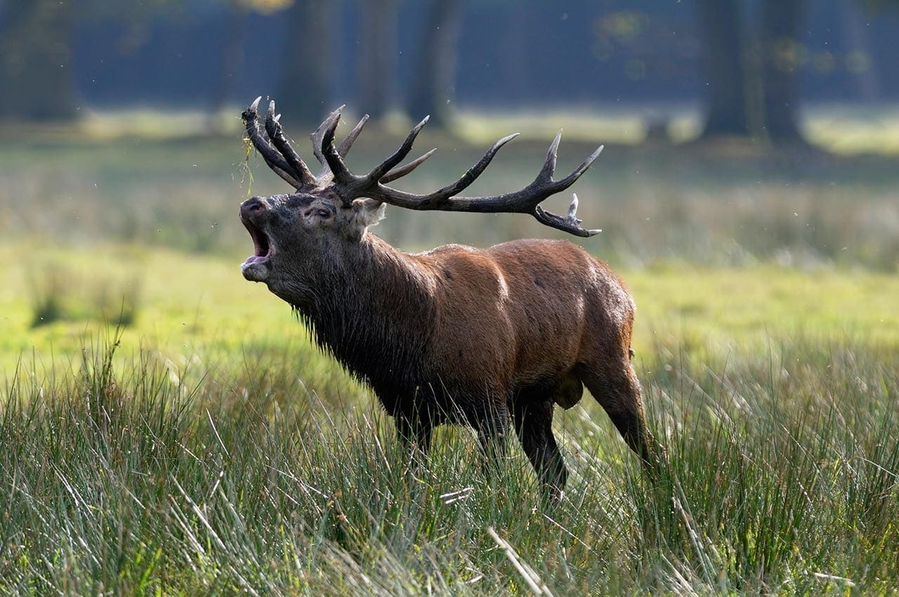 Red-stag-Argentina-roar rut live » Outdoors International Red Stag hunting during the roar