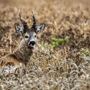 Roe Deer Hunts