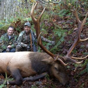 Roosevelt-elk-hunt-Washington OLO2 » Outdoors International Washington elk hunting