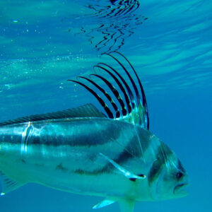 Roosterfish