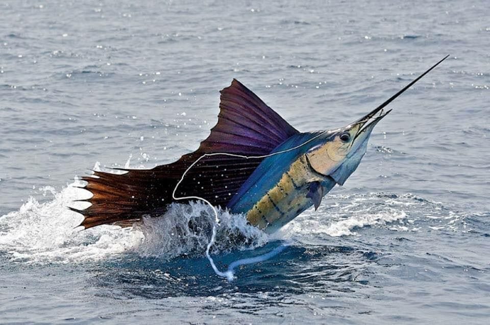 sailfish trips