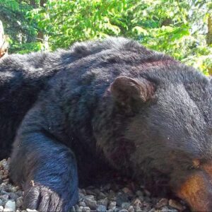 saskatchewan bear hunts