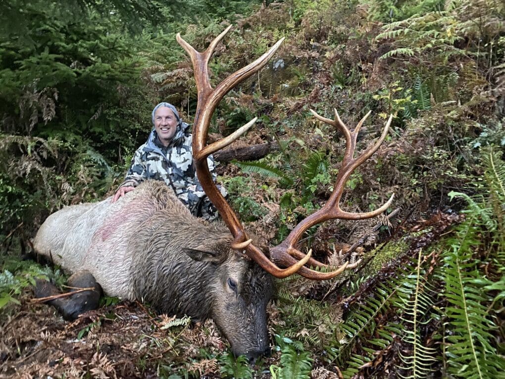 Vancouver island Roosevelt Elk VICBA2 10 » Outdoors International BC Elk hunts on Vancouver Island