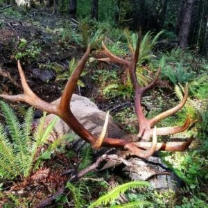Washington elk hunting