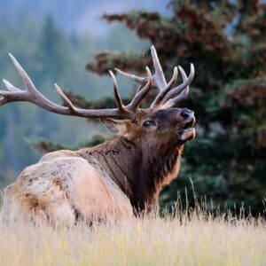 Elk Hunts