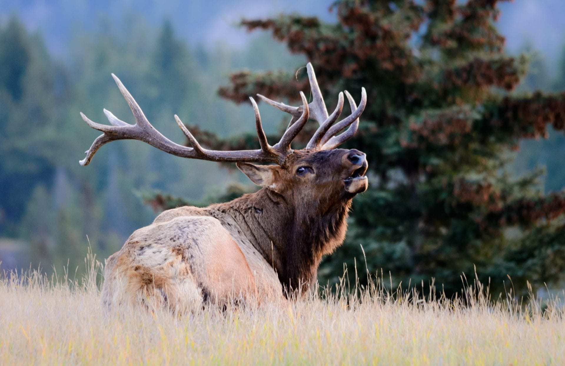 Your elk hunting success will depend on making the right choices before your elk hunt. We can help you find elk hunting success.