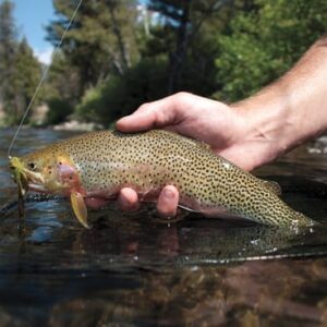 Since this water is nearly untouched, the fish aren’t picky. Whether you’re an experienced angler or you’re bringing your kids, everybody will catch fish. LOTS OF FISH!