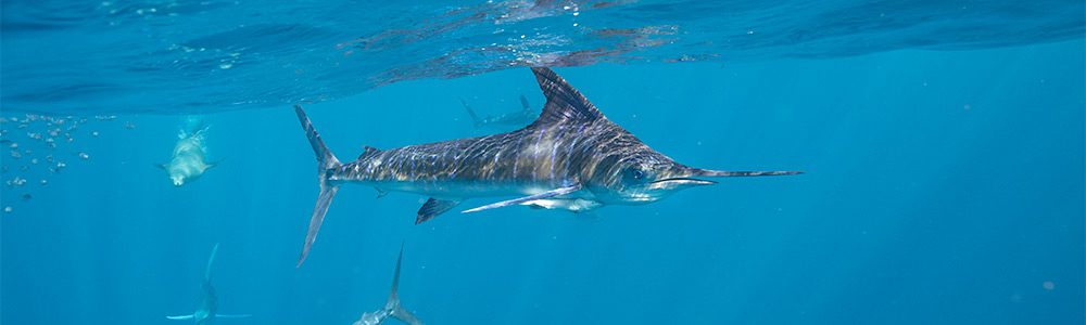 Marlin Fishing Trips & Guides » Outdoors International