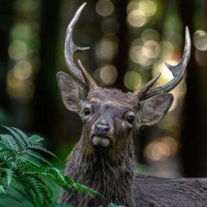 Sika Deer Hunts