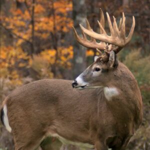 Whitetail Deer Hunts