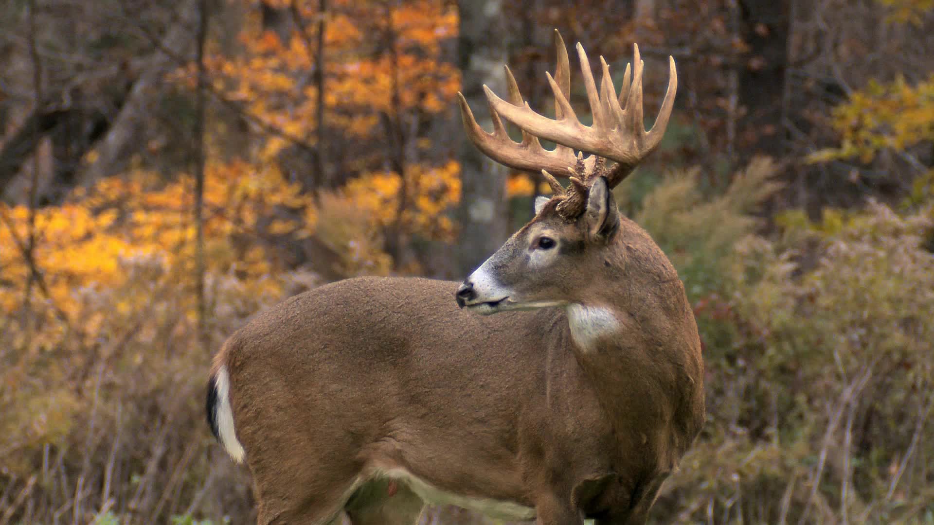 research whitetail deer hunting outfitters