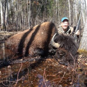 Free range bison hunt in Alberta