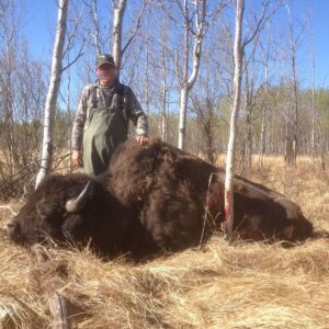 Over-the-counter, free range bison hunt in Northern Alberta, Canada. The best opportunity on Earth to shoot a free range wild Wood bison.