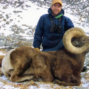 Alternative view of Alberta Bighorn Sheep Hunting Trips