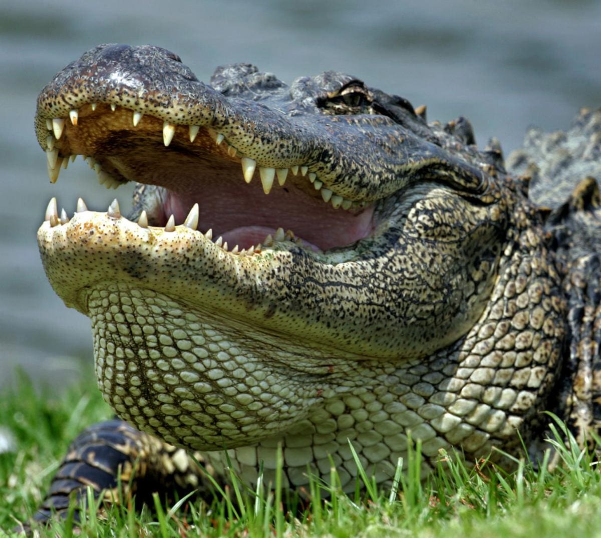 Alligator Hunts in Florida