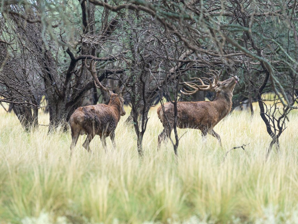 Argentina Free Range Red Stags Live » Outdoors International Get ready for some fast shooting at close quarters.