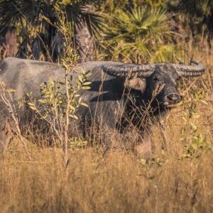 Water Buffalo Hunts
