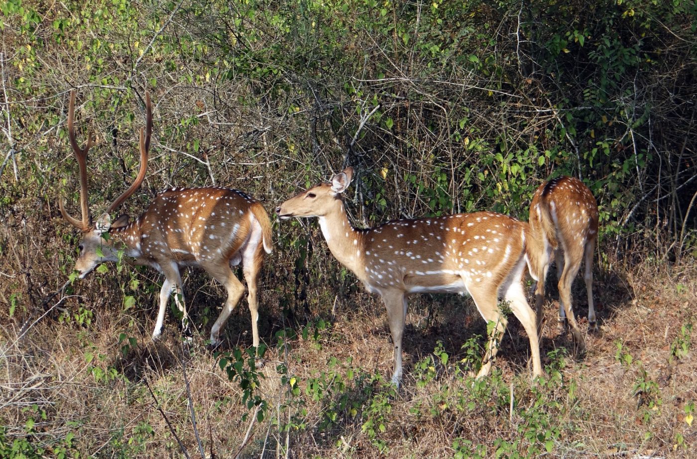 Texas Axis Deer Hunt » Outdoors International