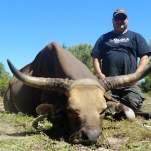 The banteng is a species of wild cattle found in Southeast Asia.