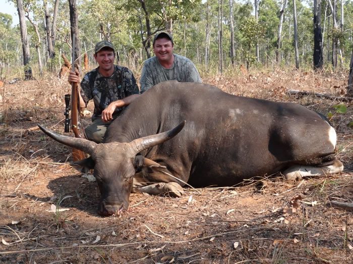 Recommended caliber for banteng hunting in Australia is the 375 or above, with shooting distances typically under 100 yards.