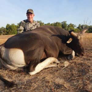 Banteng Hunting in Australia