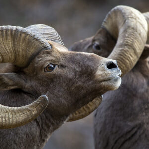 Bighorn Sheep