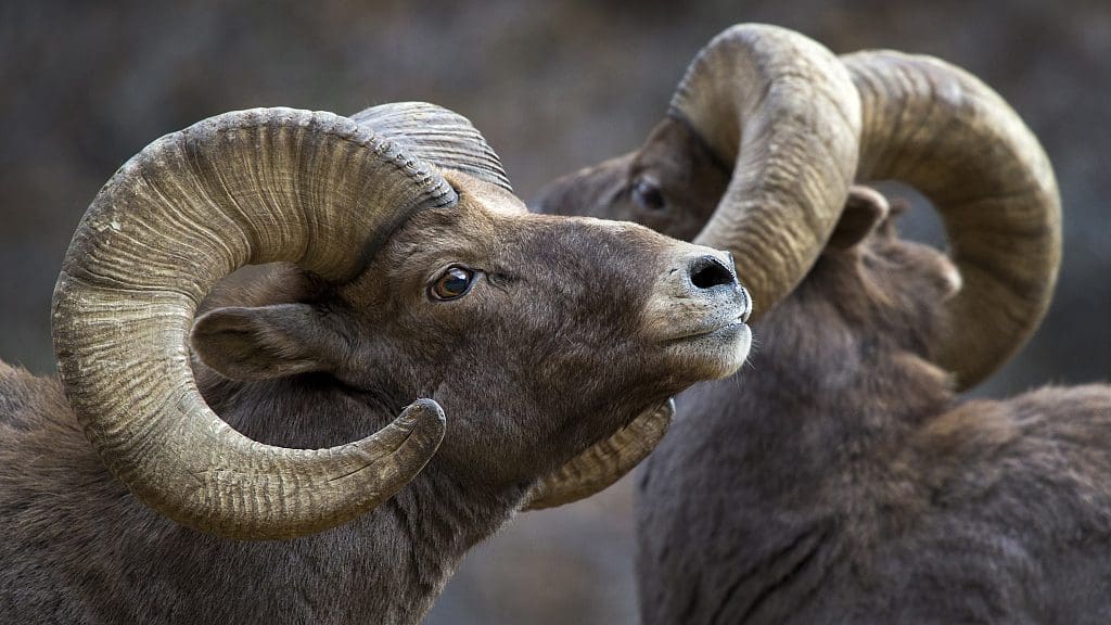 Bighorn-Sheep.jpg » Outdoors International Bighorn Sheep