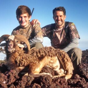 Sheep hunts in Hawaii