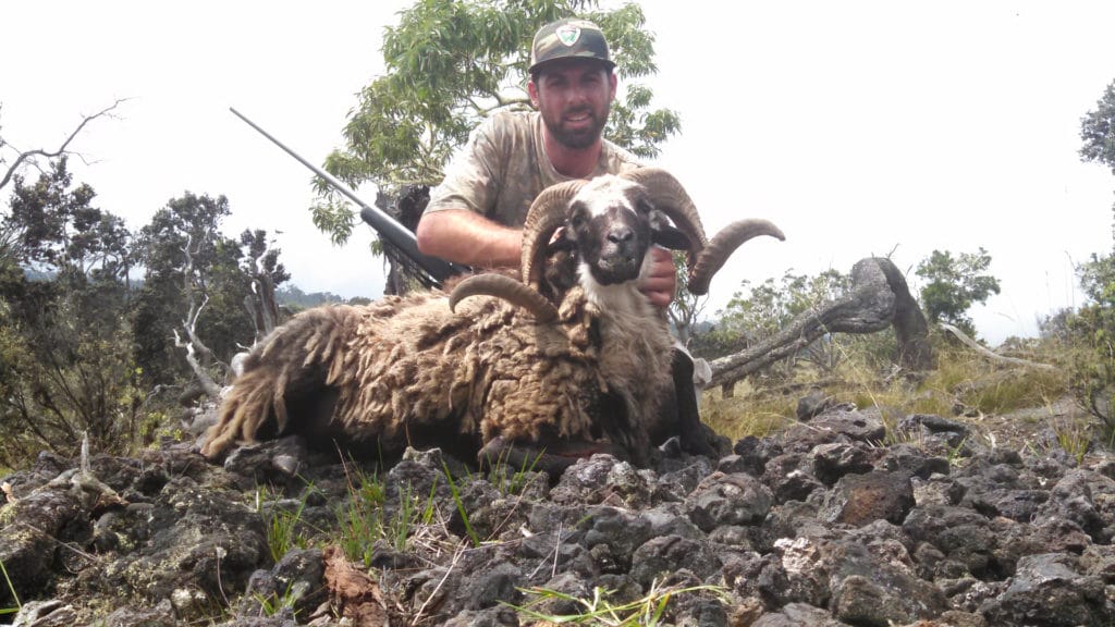 Feral sheep hunts in Hawaii