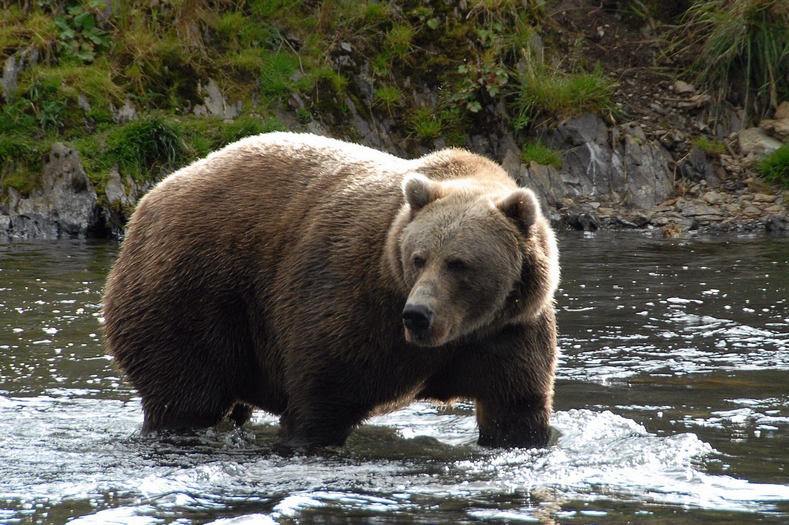 Bear viewing on Afognak
