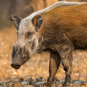 Bushpig Hunts
