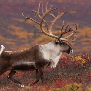 Caribou Hunts
