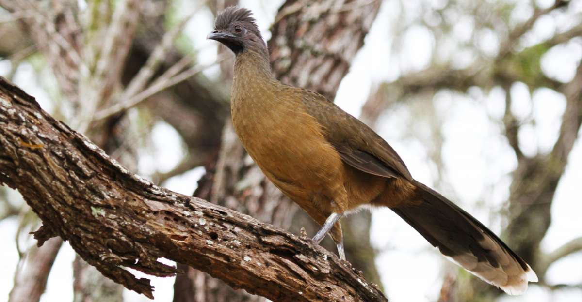 Chachalaca » Outdoors International Chachalaca